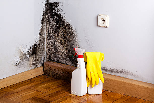 Best Attic Mold Removal  in Biglerville, PA