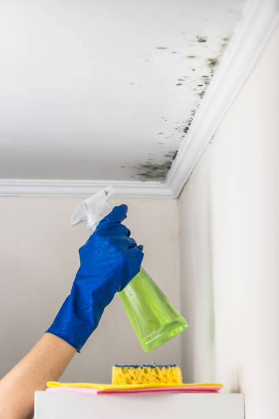 Best Fast Mold Removal  in Biglerville, PA